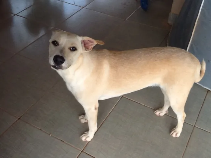 Cachorro ra a SRD idade 7 a 11 meses nome Maya