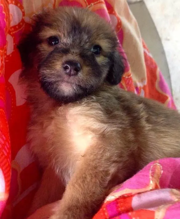 Cachorro ra a SRD idade Abaixo de 2 meses nome Melissa