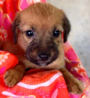 Cachorro raça SRD idade Abaixo de 2 meses nome Rosa