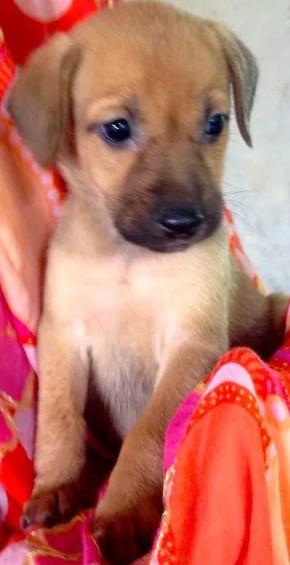 Cachorro ra a SRD idade Abaixo de 2 meses nome Hortelã