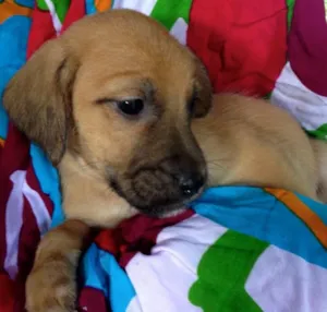 Cachorro raça SRD idade Abaixo de 2 meses nome Cenoura