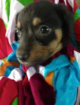 Pimenta