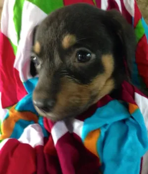Cachorro raça SRD idade  nome Pimenta