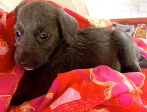 Cachorro raça SRD idade Abaixo de 2 meses nome Hortência