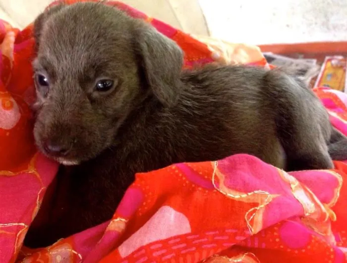 Cachorro ra a SRD idade Abaixo de 2 meses nome Hortência
