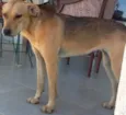 Lulu