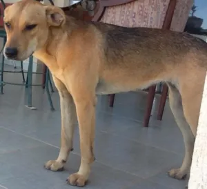 Cachorro raça SRD idade 1 ano nome Lulu