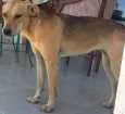 Cachorro raça SRD idade 1 ano nome Lulu