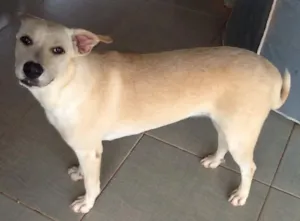 Cachorro raça SRD idade 7 a 11 meses nome Maya