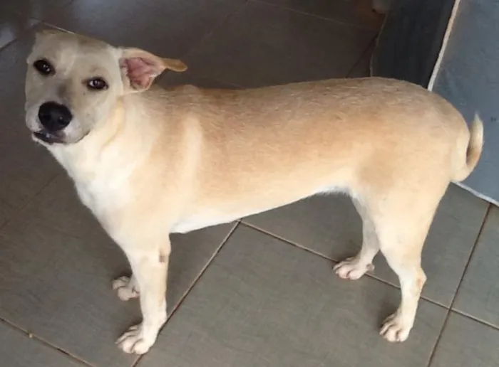 Cachorro ra a SRD idade 7 a 11 meses nome Maya