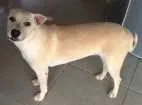 Cachorro raça SRD idade 7 a 11 meses nome Maya