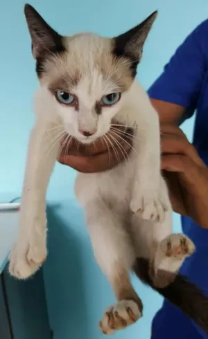 Gato raça indefinida idade 2 a 6 meses nome sem nome