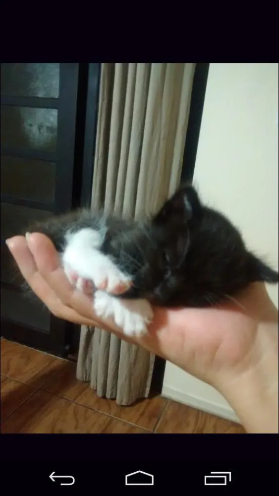 Gato ra a Mista idade Abaixo de 2 meses nome Filhotes da Cacau