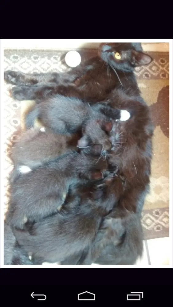 Gato ra a Mista idade Abaixo de 2 meses nome Filhotes da Cacau