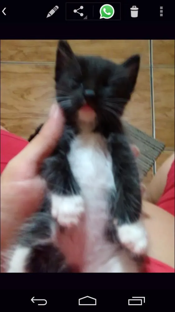 Gato ra a Mista idade Abaixo de 2 meses nome Filhotes da Cacau