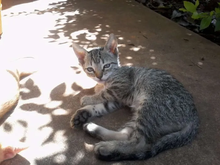 Gato ra a  idade 2 a 6 meses nome gatinhos