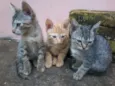 gatinhos