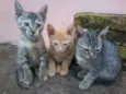 gatinhos