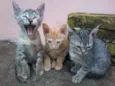 gatinhos