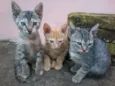 gatinhos