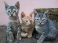 gatinhos