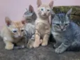 gatinhos