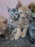 gatinhos