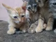 gatinhos