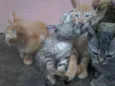 gatinhos