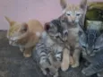 gatinhos