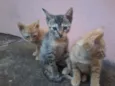 gatinhos