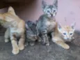 gatinhos