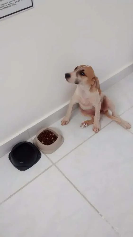 Cachorro raça Vira-lata idade 2 a 6 meses nome Não tem 