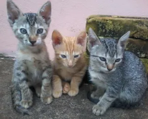 Gato raça  idade 2 a 6 meses nome gatinhos