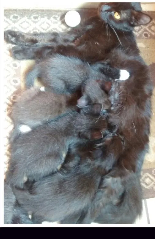 Gato ra a Mista idade Abaixo de 2 meses nome Filhotes da Cacau