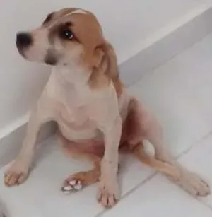 Cachorro raça Vira-lata idade 2 a 6 meses nome Não tem 