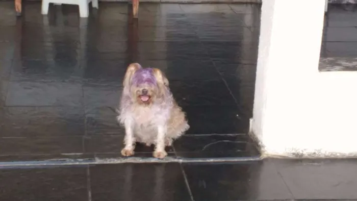 Cachorro ra a não definida idade 6 ou mais anos nome Pingo