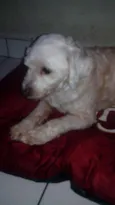 Bolinha