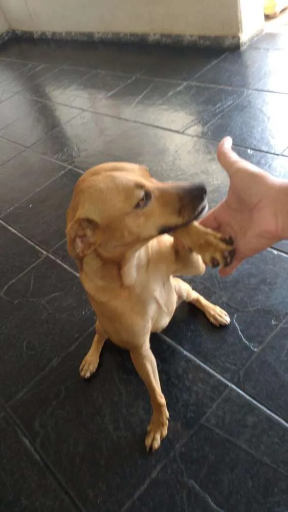 Cachorro ra a não definida idade 3 anos nome Belinha