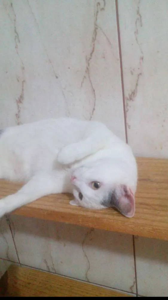 Gato ra a srd idade 1 ano nome Liann(charmoso)