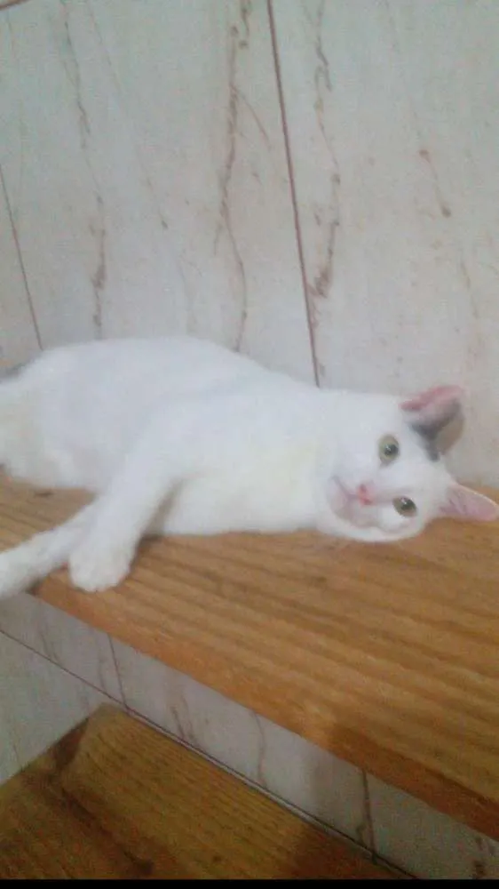 Gato ra a srd idade 1 ano nome Liann(charmoso)
