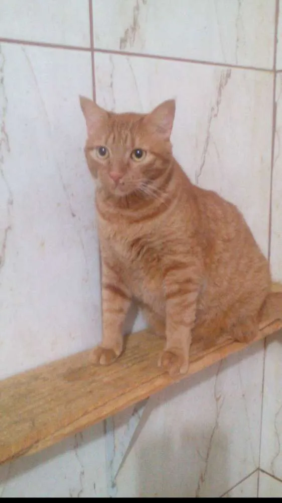 Gato ra a srd idade 1 ano nome Kadu