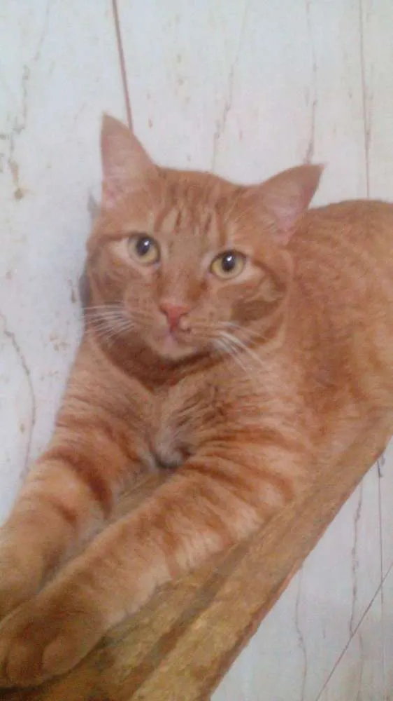 Gato ra a srd idade 1 ano nome Kadu