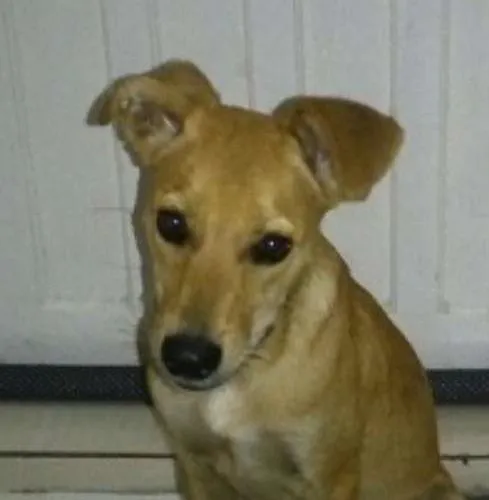 Cachorro ra a SRD idade 2 a 6 meses nome Nina