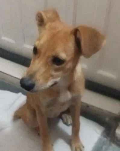 Cachorro ra a SRD idade 2 a 6 meses nome Nina