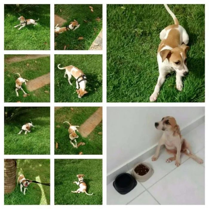 Cachorro raça Vira-lata idade 2 a 6 meses nome Não tem 