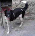 Suzi