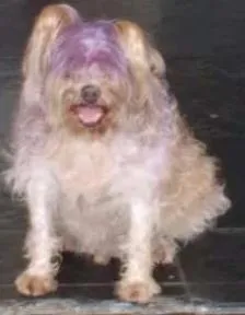Cachorro raça não definida idade 6 ou mais anos nome Pingo