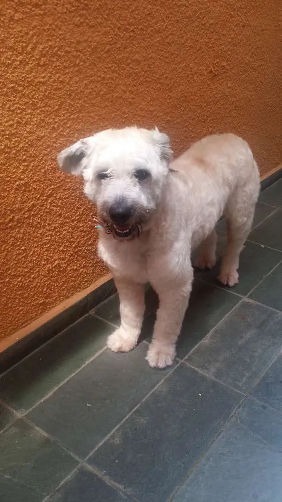 Cachorro ra a Não sei idade 2 anos nome Não sei