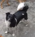 Suzi